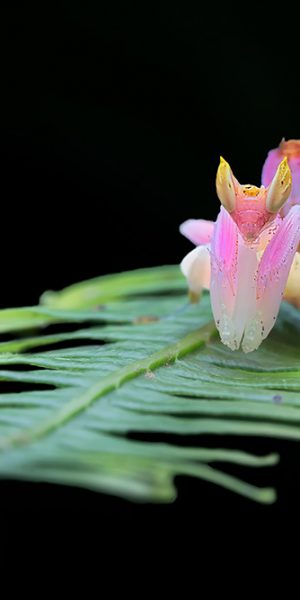 Orchid mantis