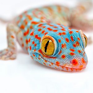 Tokay Gecko (Gecko gecko)