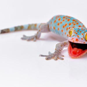 Tokay Gecko (Gecko gecko)