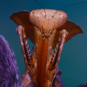 Dead leaf mantis (Deroplatys Dessicata)