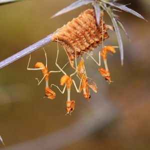 Praying mantis nymphs