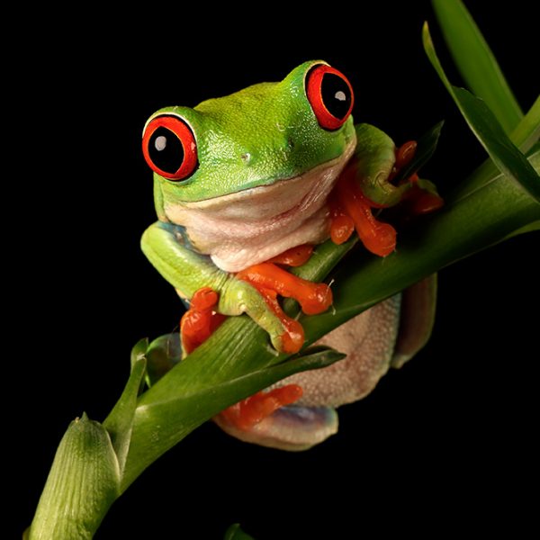 Red-eyed tree frog (Agalychnis callidryas)