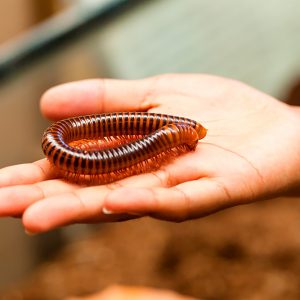 Giant millipede