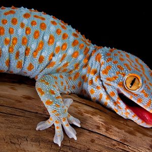 Tokay Gecko (Gecko gecko)