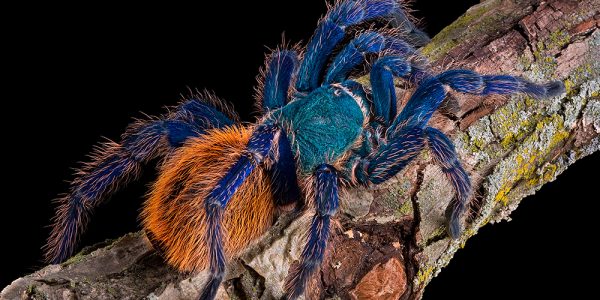 Greenbottle Blue Tarantula (Chromatopelma cyaneopubescens)