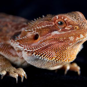 Red bearded dragon
