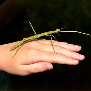 Medauroidea extradentata