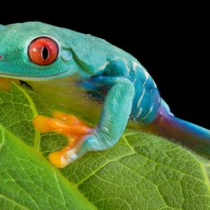 Red-eyed tree frog (Agalychnis callidryas)