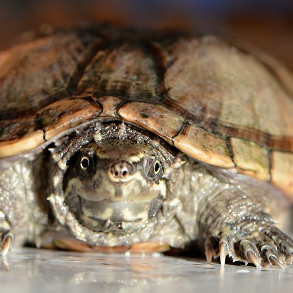 Common Musk Turtle