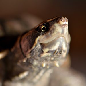 Common Musk Turtle