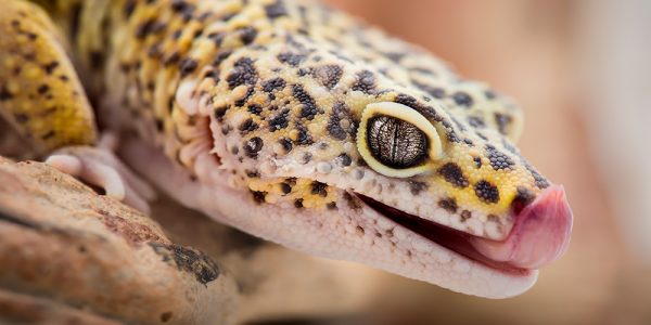 Leopard Gecko