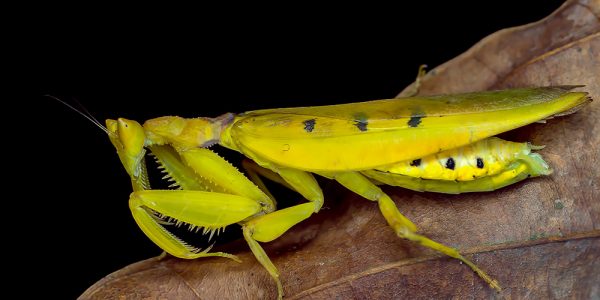 Female Parymenopus davidsoni