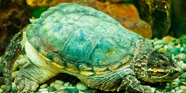 Common Musk Turtle