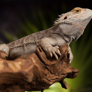 Bearded dragon