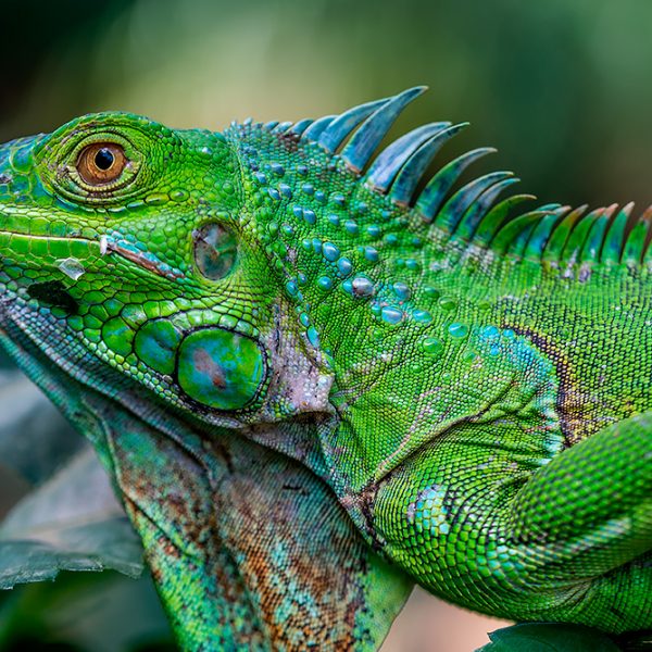 Green iguana