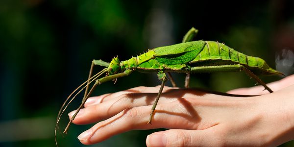 Heteropteryx dilatata, a Malaysian stick insect