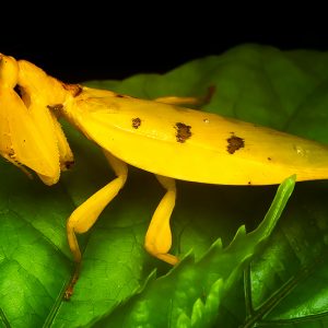 Female Parymenopus davidsoni