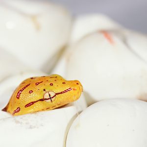 Green tree python (Morelia viridis) hatchling