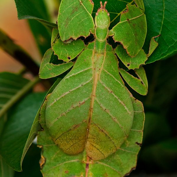 Phyllium Westwoodii