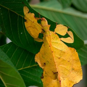 Phyllium Westwoodii