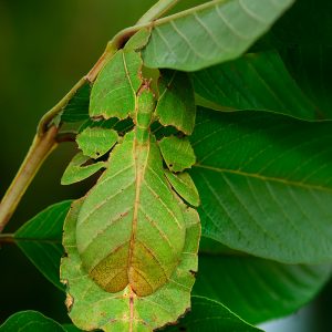 Phyllium Westwoodii