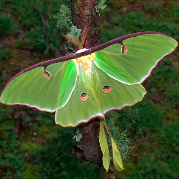 Luna moth (Actias luna) 