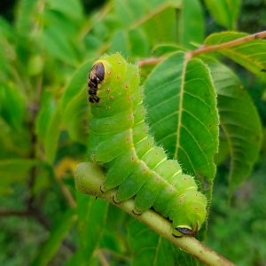 Luna moth (Actias luna) 