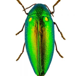 Jewel beetle (Buprestidae) 