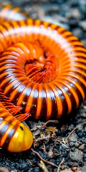 Giant millipede