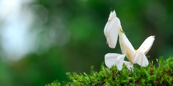 Orchid mantis