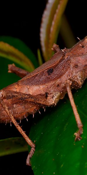 Borneo stick insect