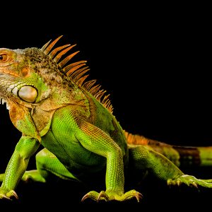 Green iguana