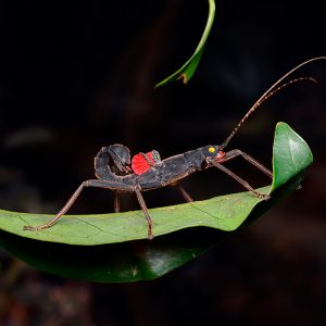 Peruphasma schultei, a stick insect from northern Peru