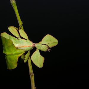 Phyllium Westwoodii