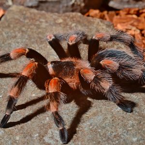 Brachypelma smithi