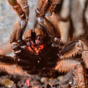 Brachypelma smithi