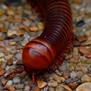 Giant millipede