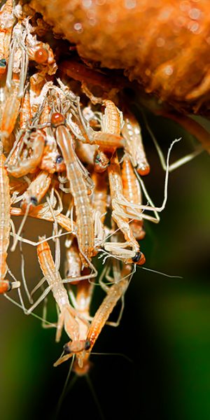 Praying mantis nymphs