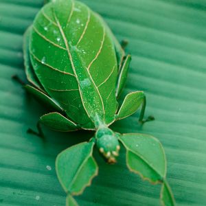 Phyllium Westwoodii