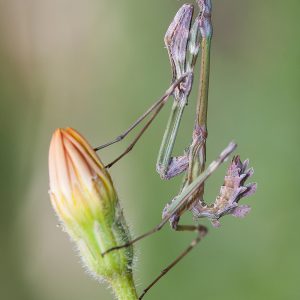 Violin mantis