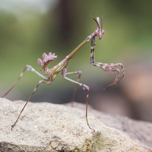 Violin mantis