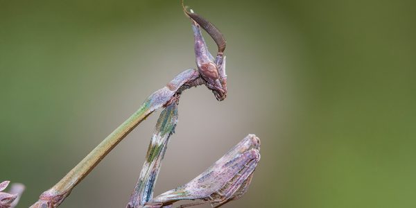 Violin mantis