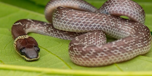 Common Wolf Snake