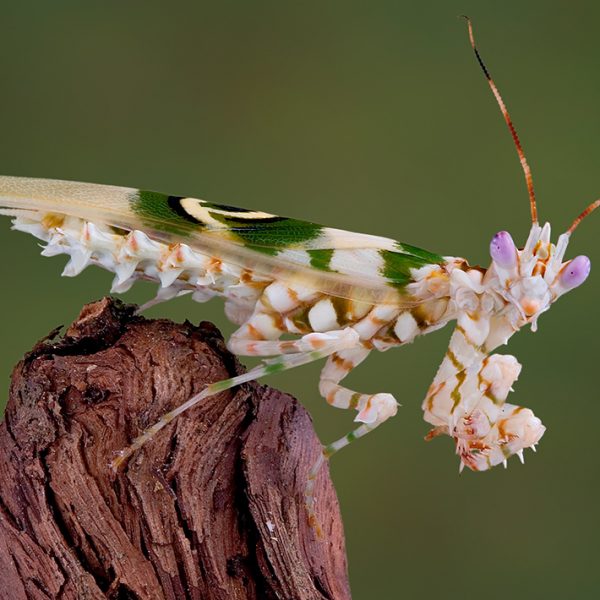 Pseudocreobotra wahlbergii male 