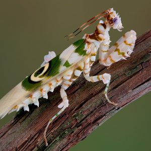 Pseudocreobotra wahlbergii male 