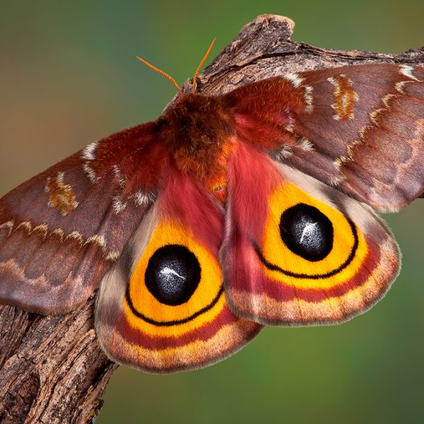 The Io moth, Automeris io