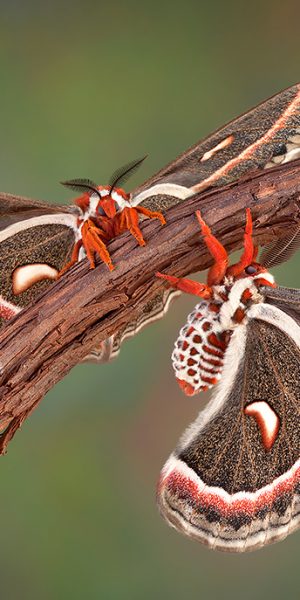 Two Cecropia moths