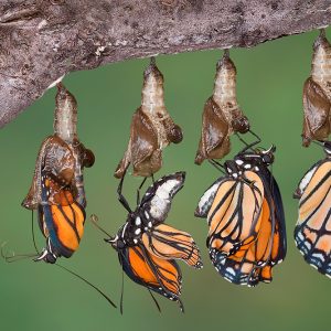 A viceroy butterfly emerging from its chrysalis