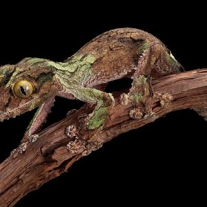 mossy leaf-tailed gecko