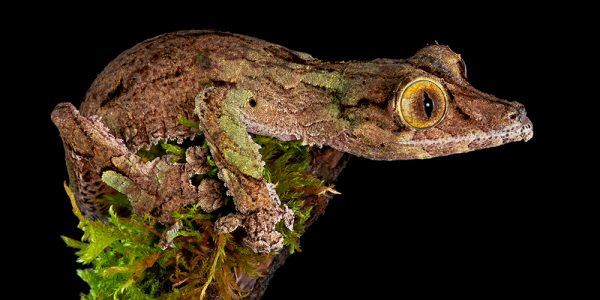 mossy leaf-tailed gecko